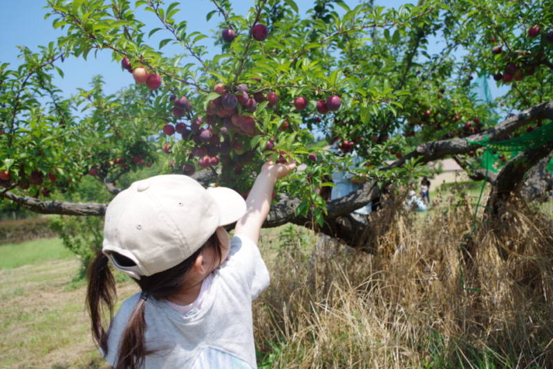 6/23 プラム狩り体験の様子