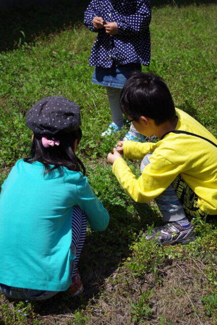 4/14 わくわく自然探検隊「春の野草を探そう」 イベント風景